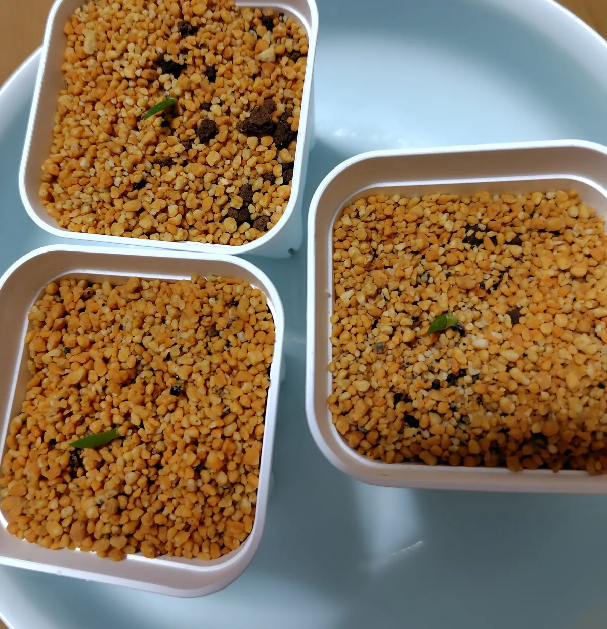 Aloe petricola (アロエ ペトリコーラ)