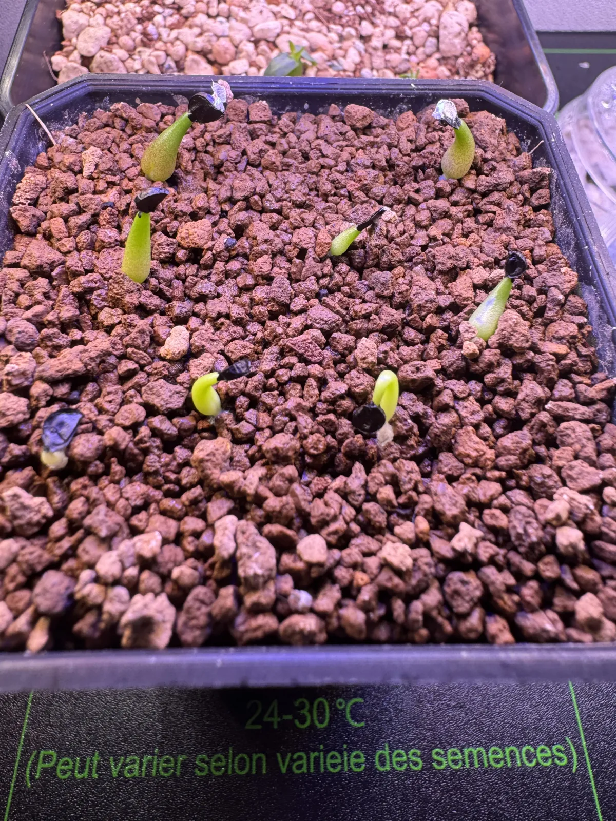 Agave oteroi (アガベ オテロイ)