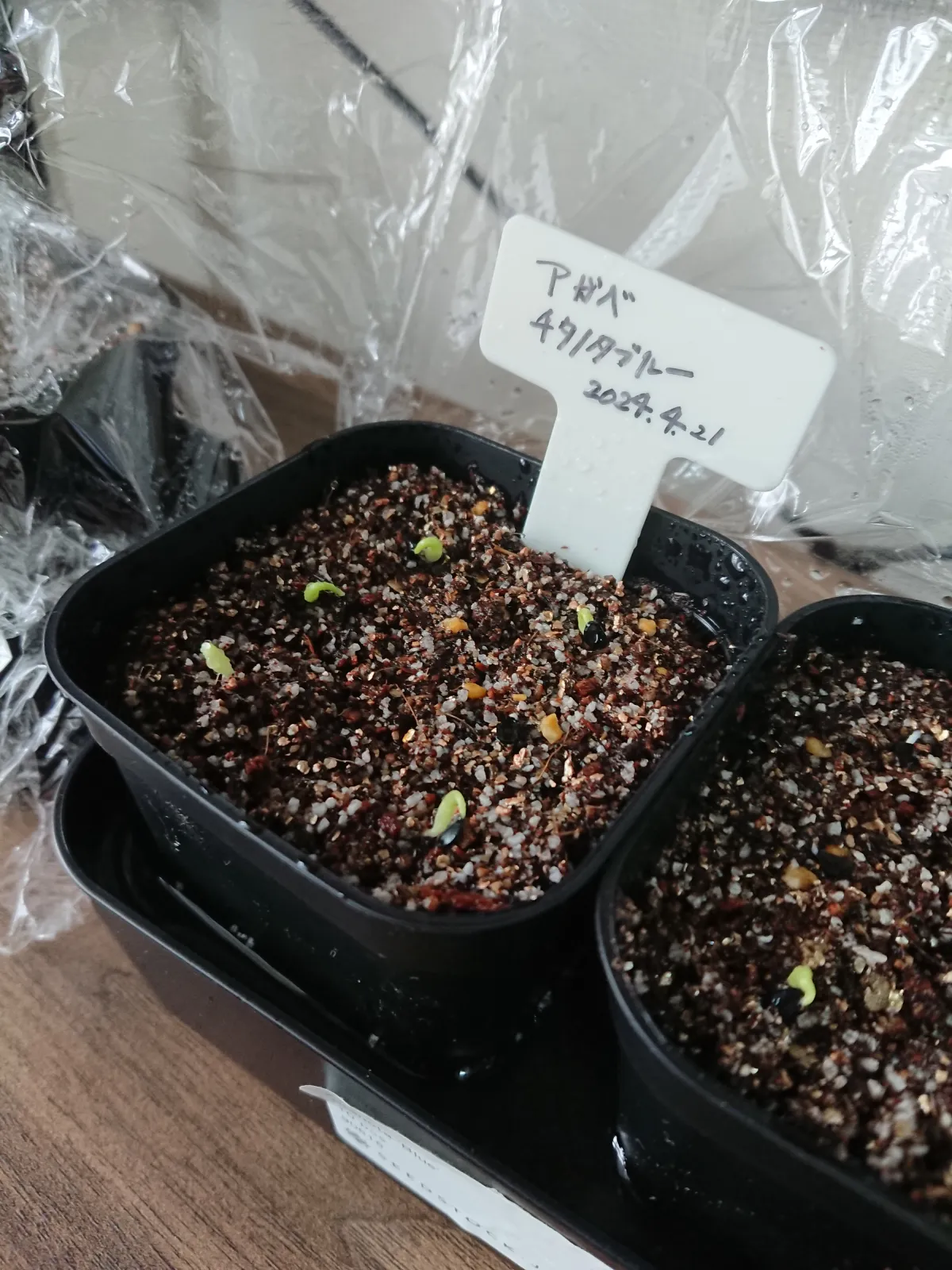 Agave titanota 'Blue' (アガベ チタノタブルー)