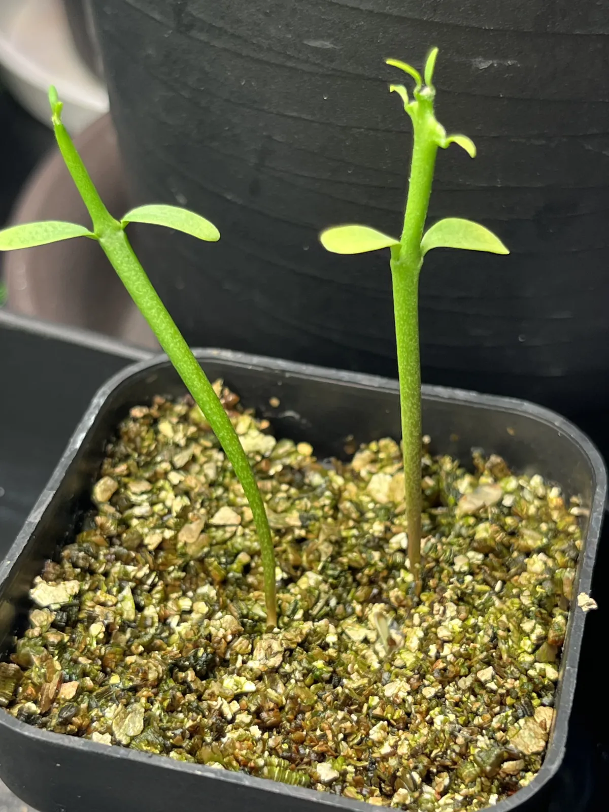 Euphorbia stenoclada subsp. stenoclada (ユーフォルビア ステノクラーダ)