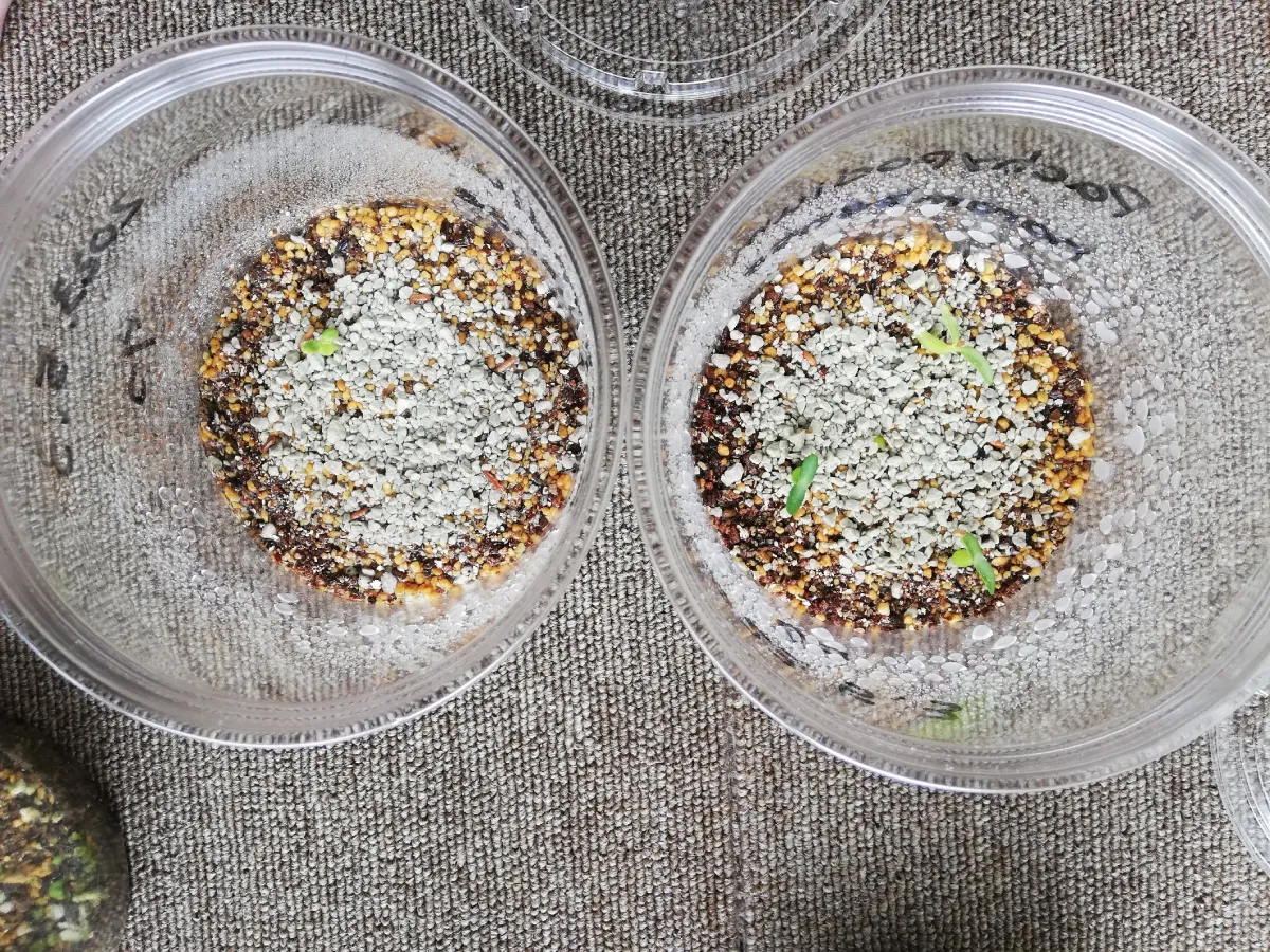 Pachypodium horombense (パキポディウム ホロンベンセ)