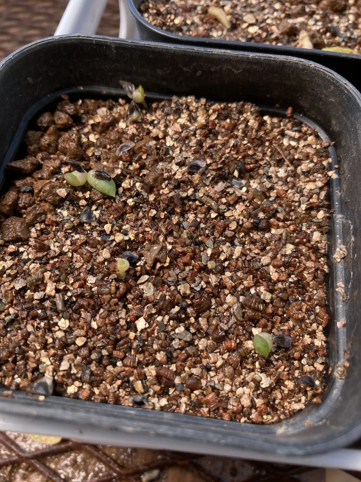 Aloe aculeata (アロエ アクレアータ)