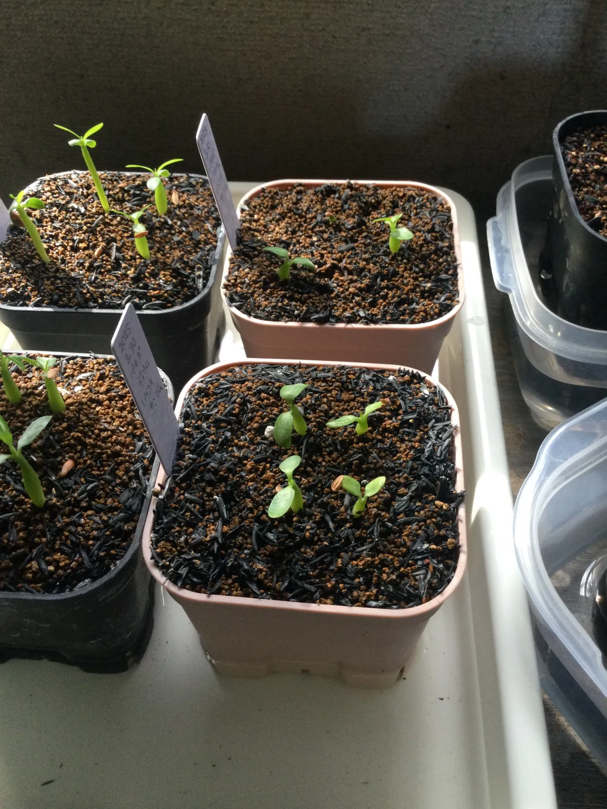 Pachypodium brevicaule subsp. leucoxanthum (パキポディウム レウコキサンツム)