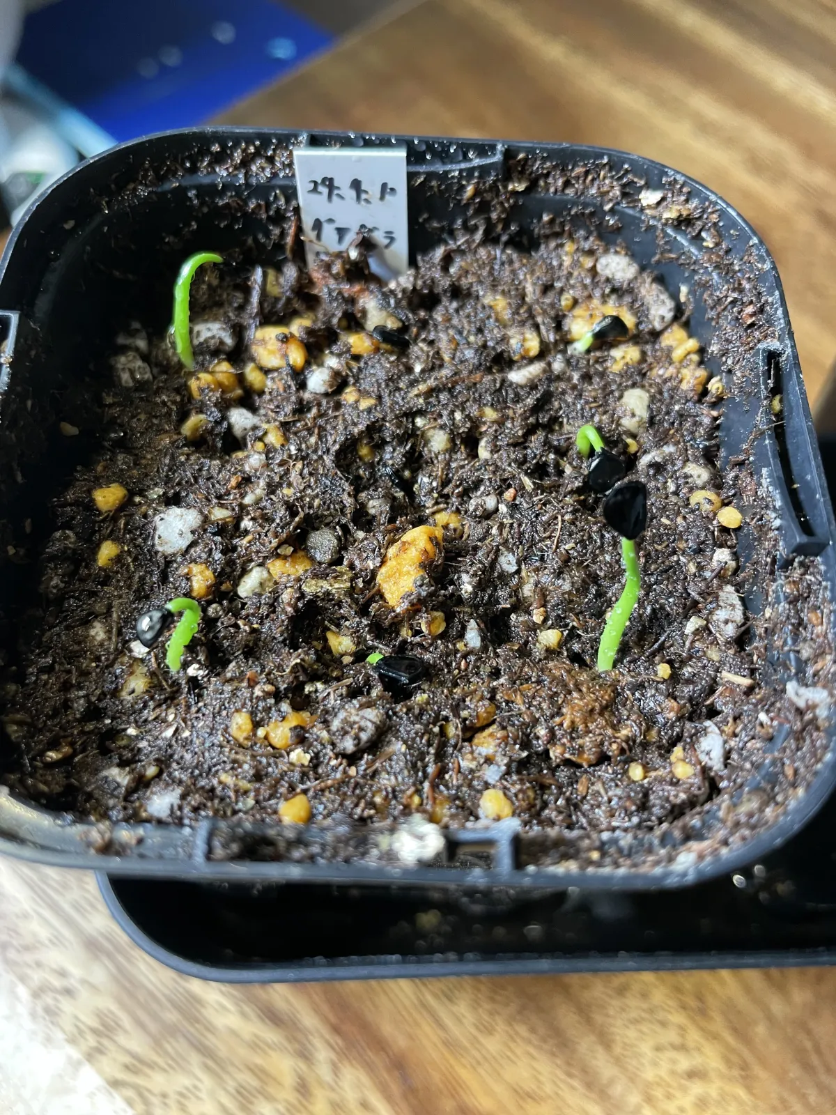 Agave guadalajarana (アガベ グアダラハラナ)