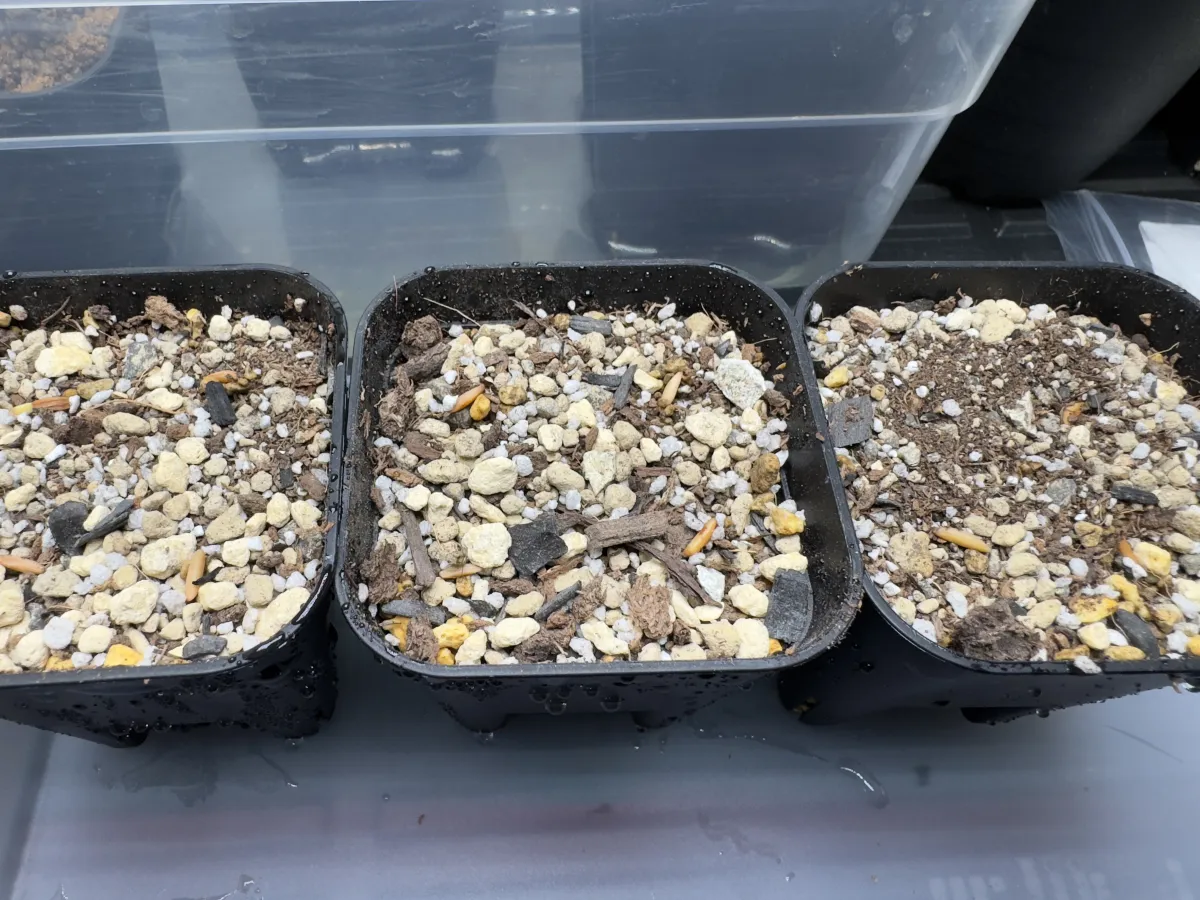 [無料種子] 発芽難 パキポディウム グラキリス　 Pachypodium rosulatum var. gracilius