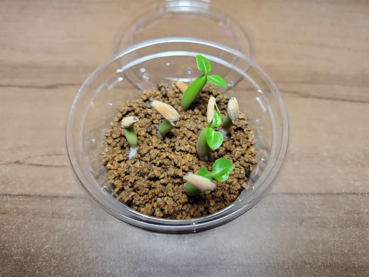 Adenium arabicum King Kong (アデニウム アラビカム キングコング)