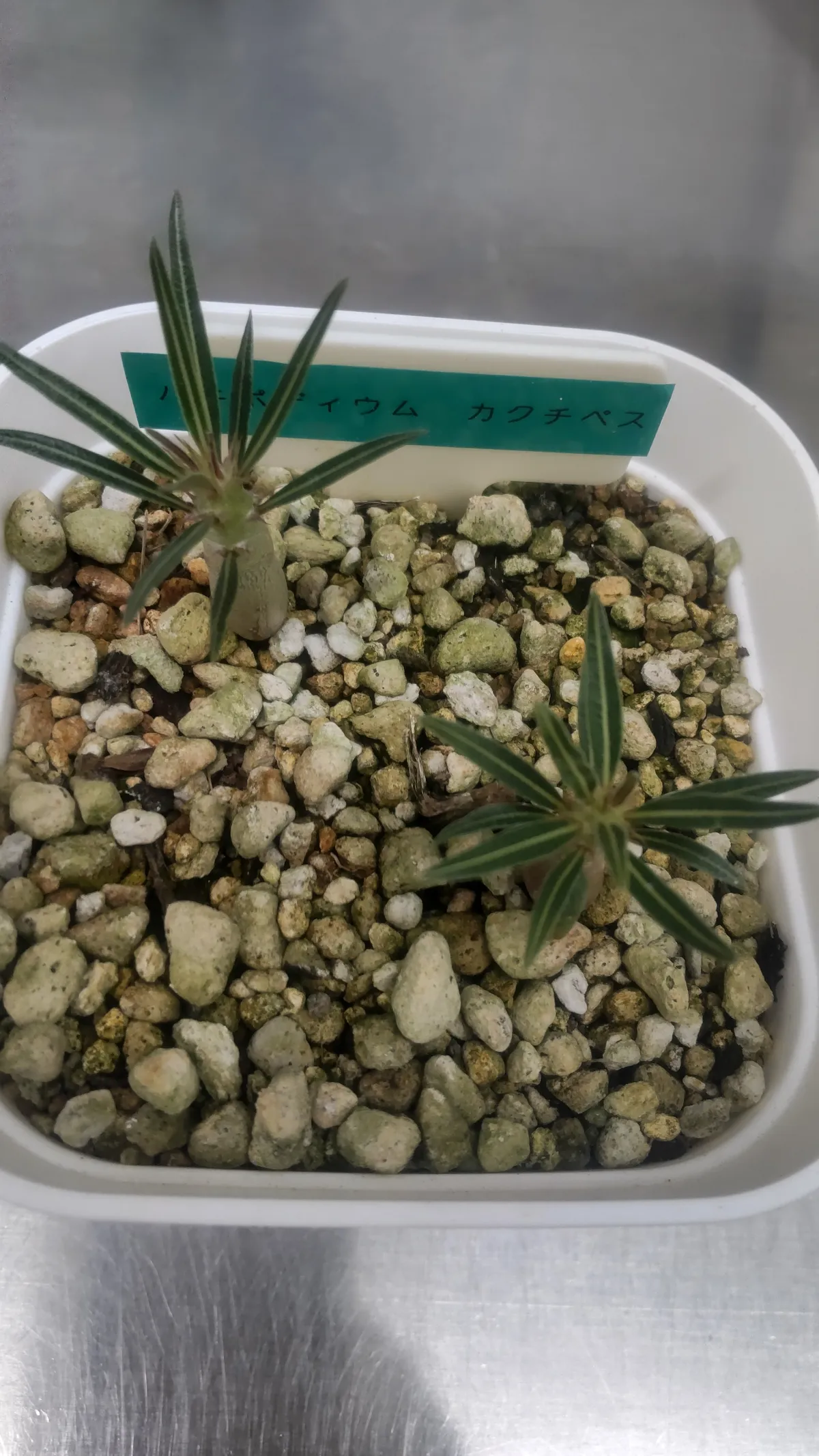 Pachypodium rosulatum ssp. cactipes (パキポディウム カクチペス)