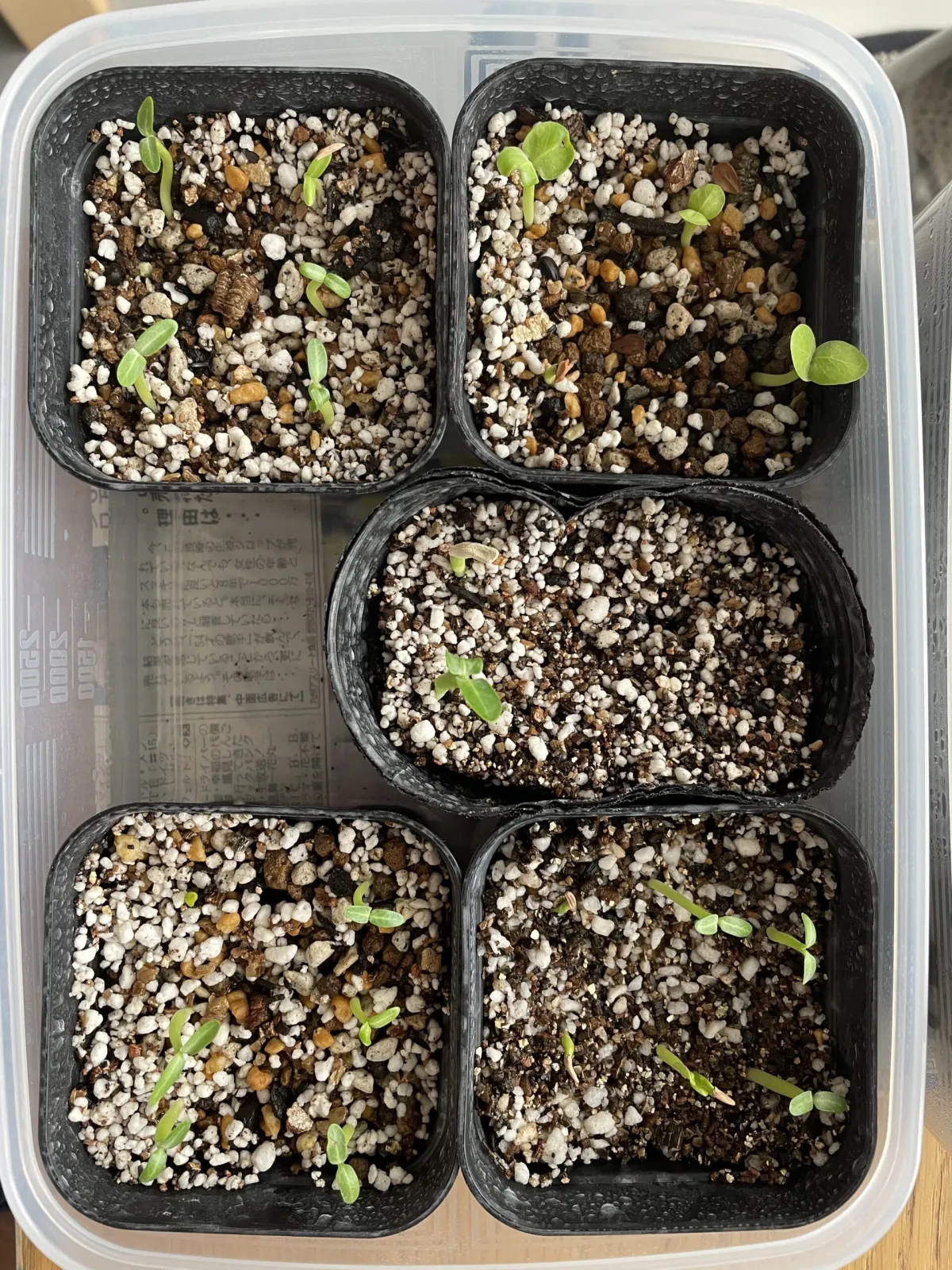 Pachypodium saundersii (パキポディウム サンデルシー 白馬城)