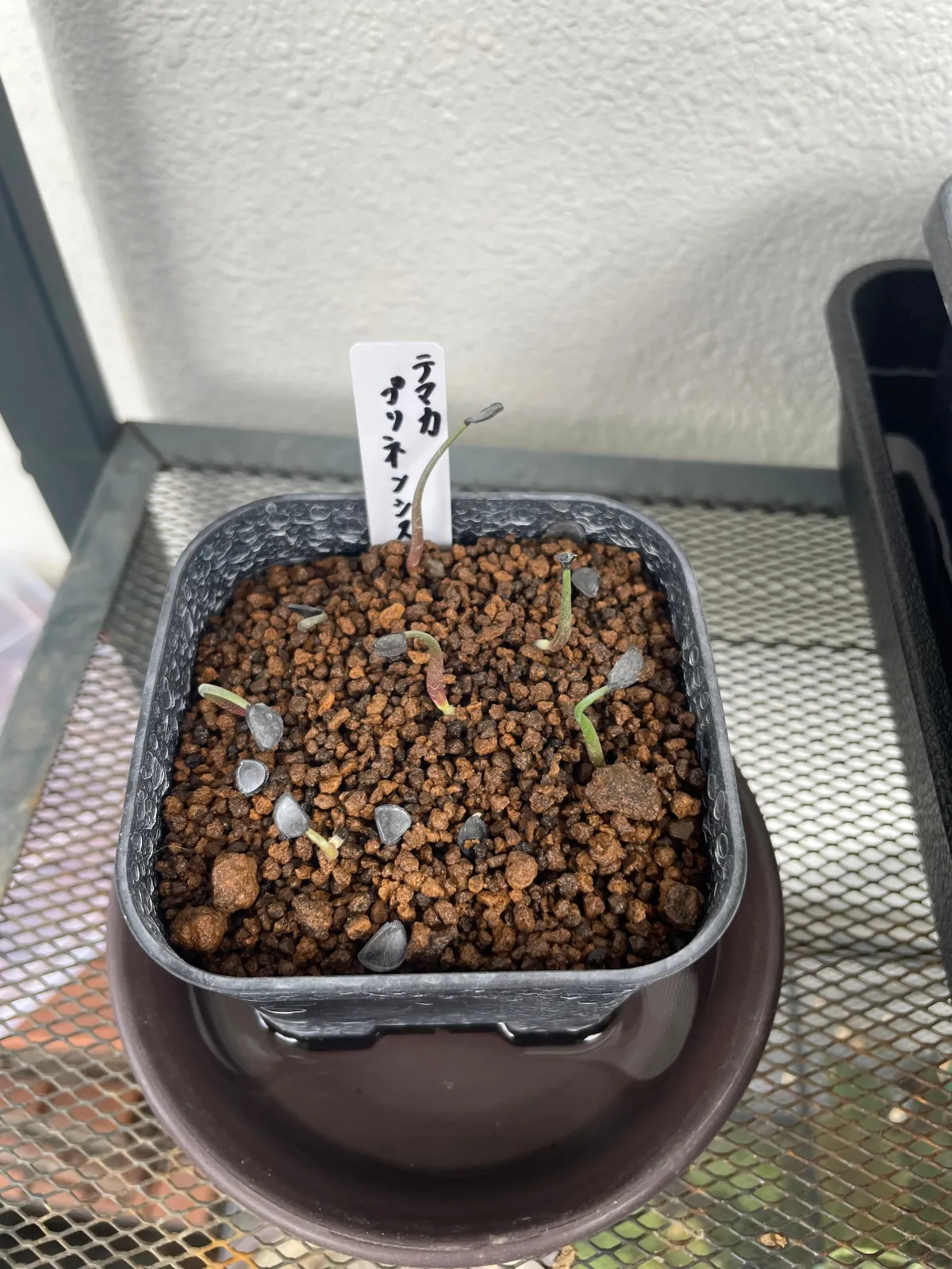 Agave temacapulinensis (アガベ テマカプリネンシス)