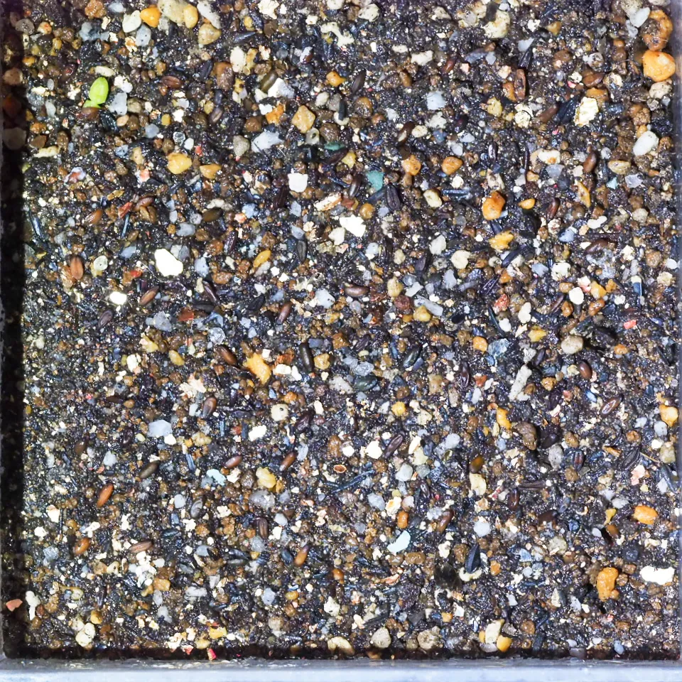 pachypodium brevicaule ssp. brevicaule