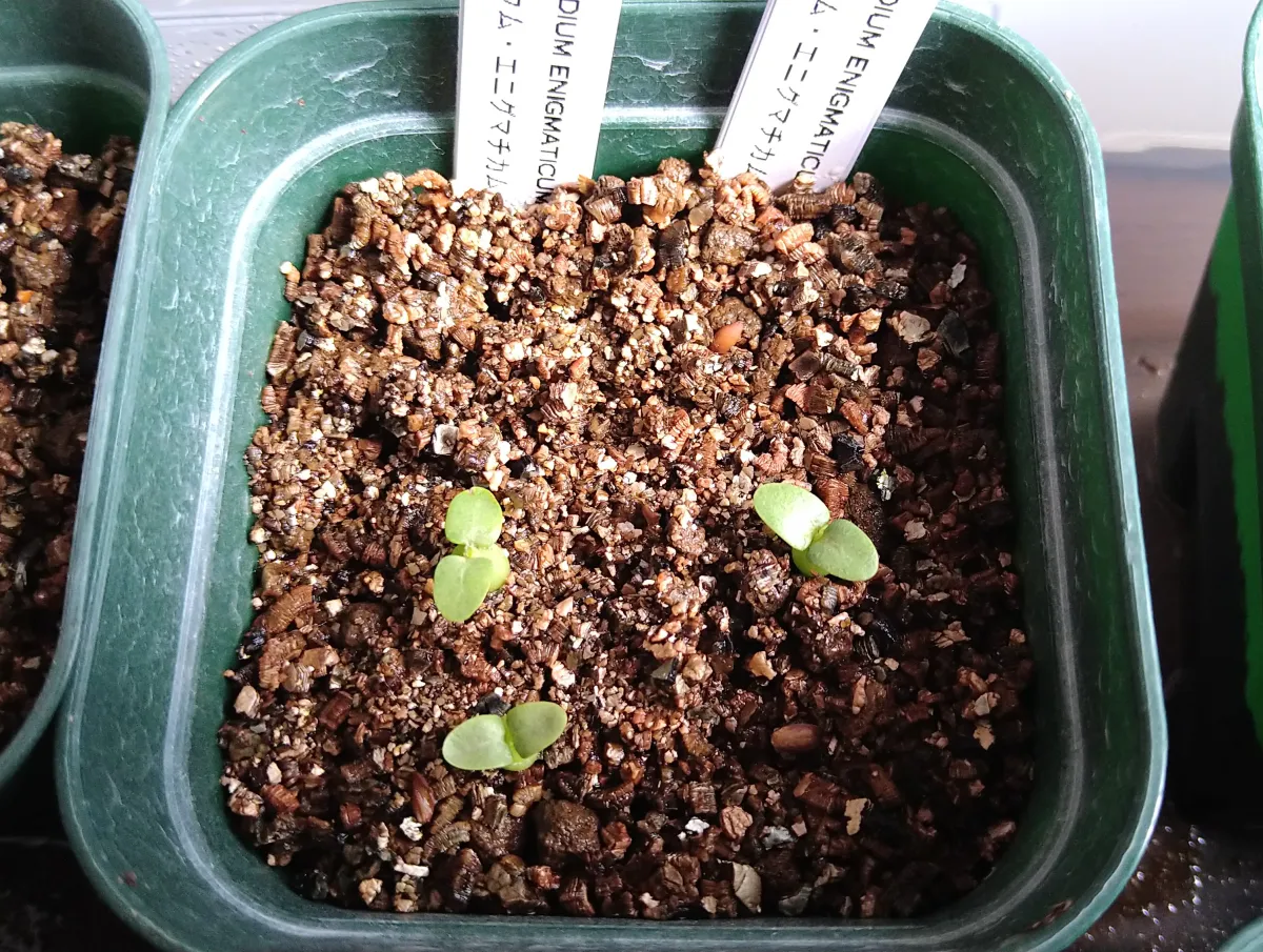 Pachypodium enigmaticum (パキポディウム エニグマチカム)