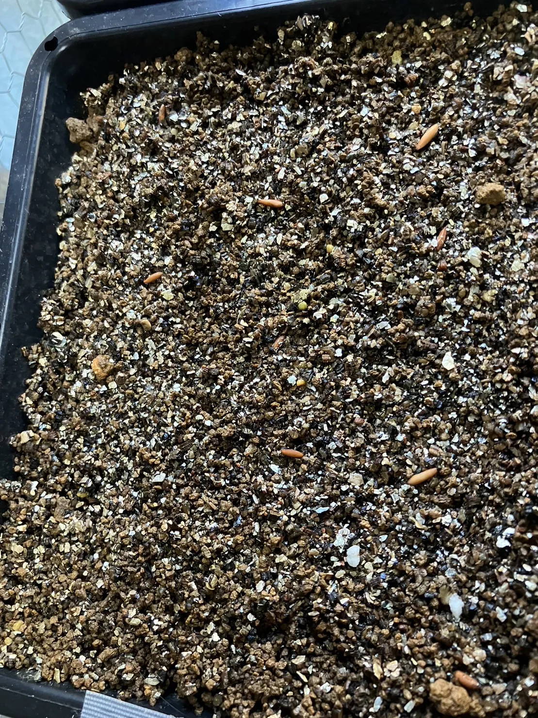 Pachypodium rosulatum ssp. cactipes (パキポディウム カクチペス)