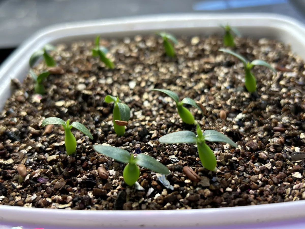 Pachypodium rosulatum subsp. makayense (パキポディウム マカイエンセ)