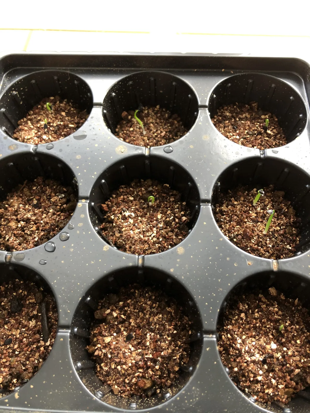 Agave horrida ssp. horrida (アガベ ホリダ)