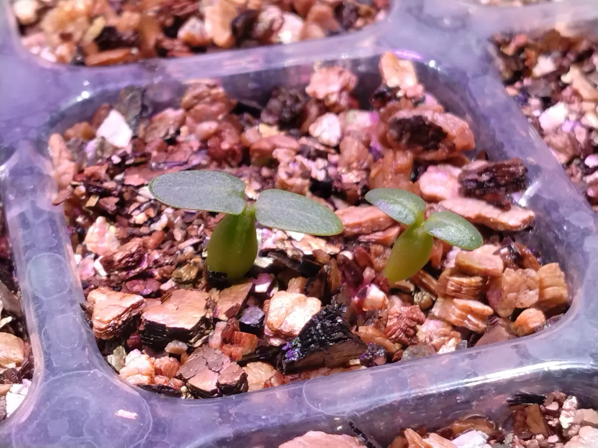 Pachypodium densiflorum var. brevicalyx (パキポディウム ブレビカリックス)