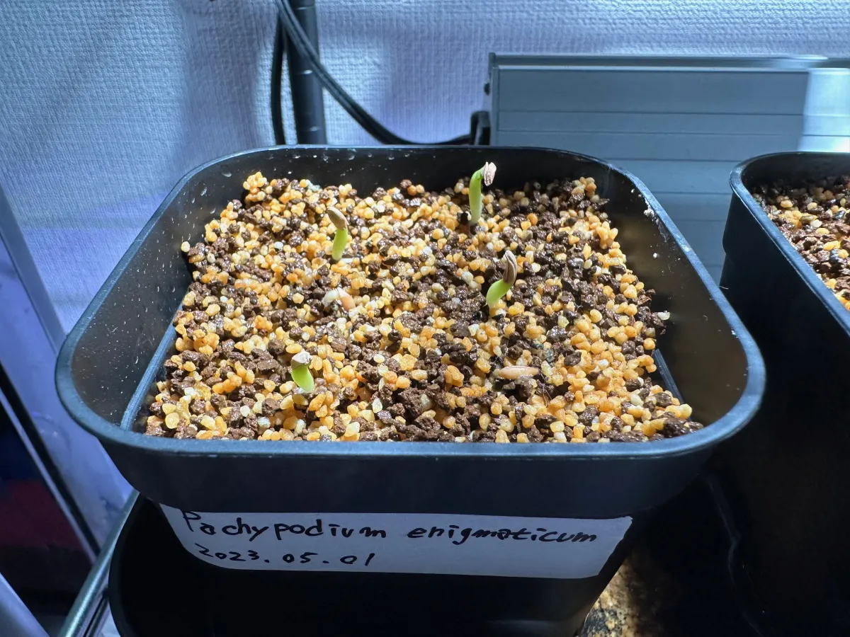 Pachypodium enigmaticum (パキポディウム エニグマチカム)