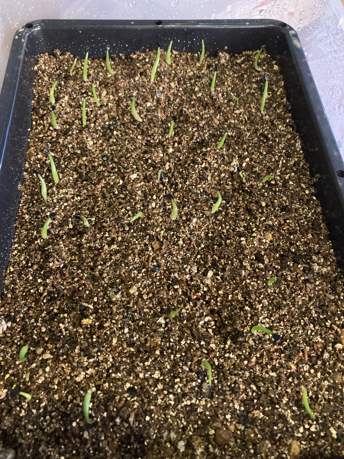 Agave titanota (アガベ チタノタ ドワーフ)