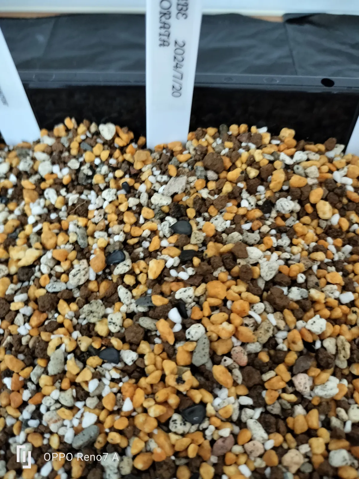 Agave colorata Mescal Ceniza (アガベ コロラータ)