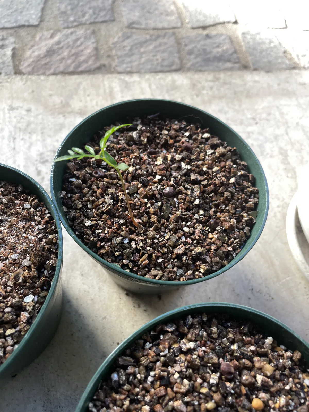 Operculicarya pachypus (オペルクリカリア パキプス2025D)