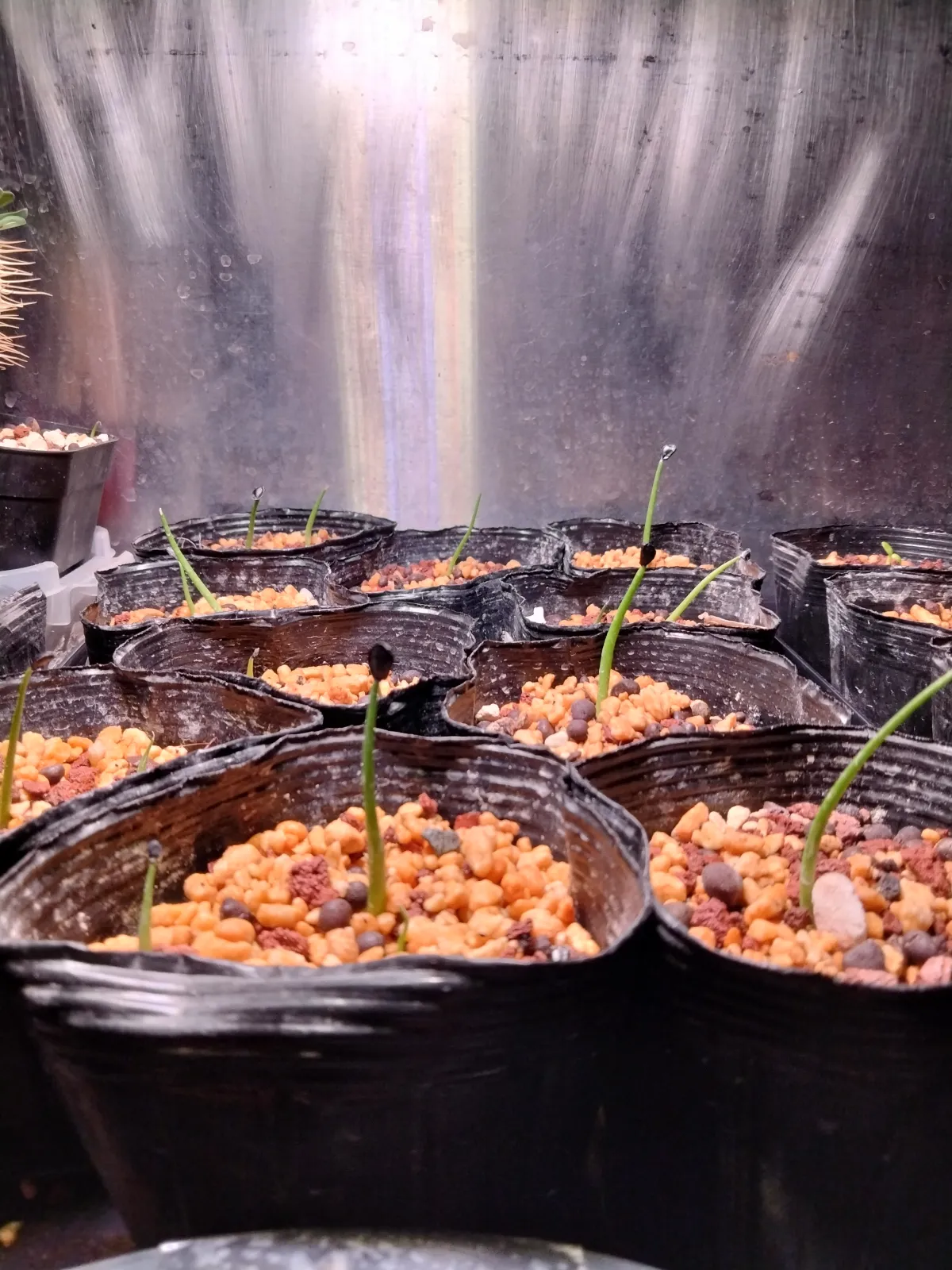 Agave horrida 'Chocolate Thorn' (アガベ ホリダ チョコレートソーン)