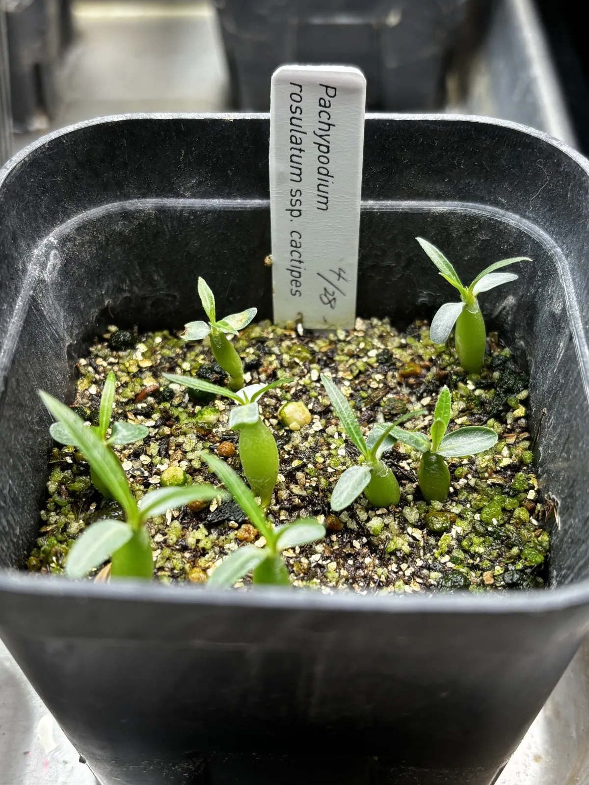 Pachypodium rosulatum ssp. cactipes (パキポディウム カクチペス)