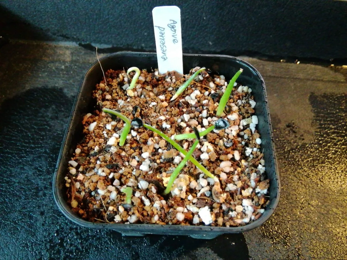 Agave parrasana (アガベ パラサナ)