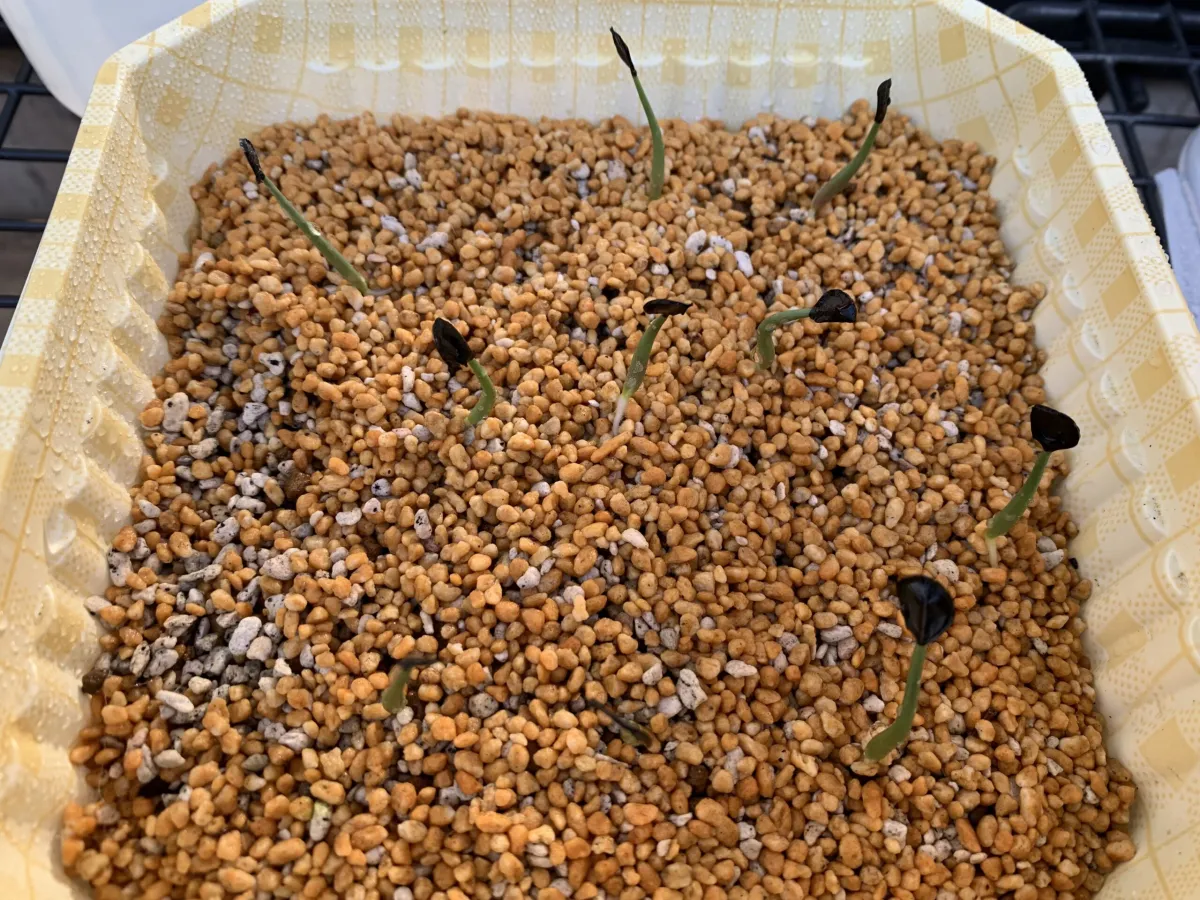 Agave applanata (アガベ アプラナータ 孫悟空)