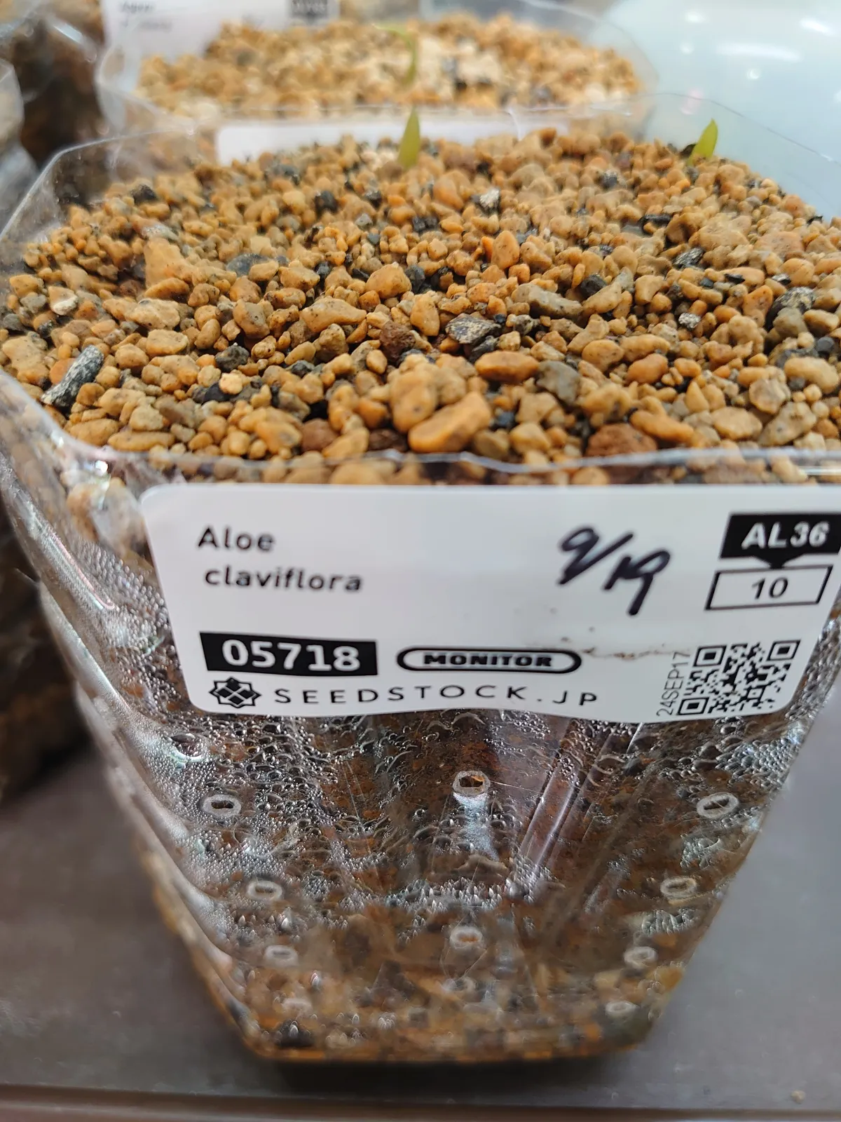 Aloe claviflora (アロエ クラビフローラ)