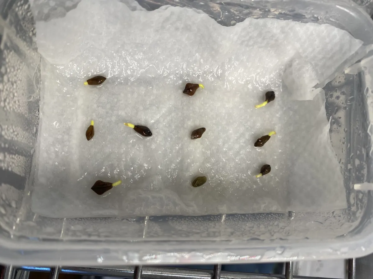 Senna meridionalis (センナ メリディオナリス)