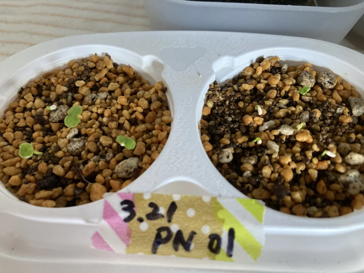 Philodendron bipinnatifidum (フィロデンドロン ビピンナティフィダム)