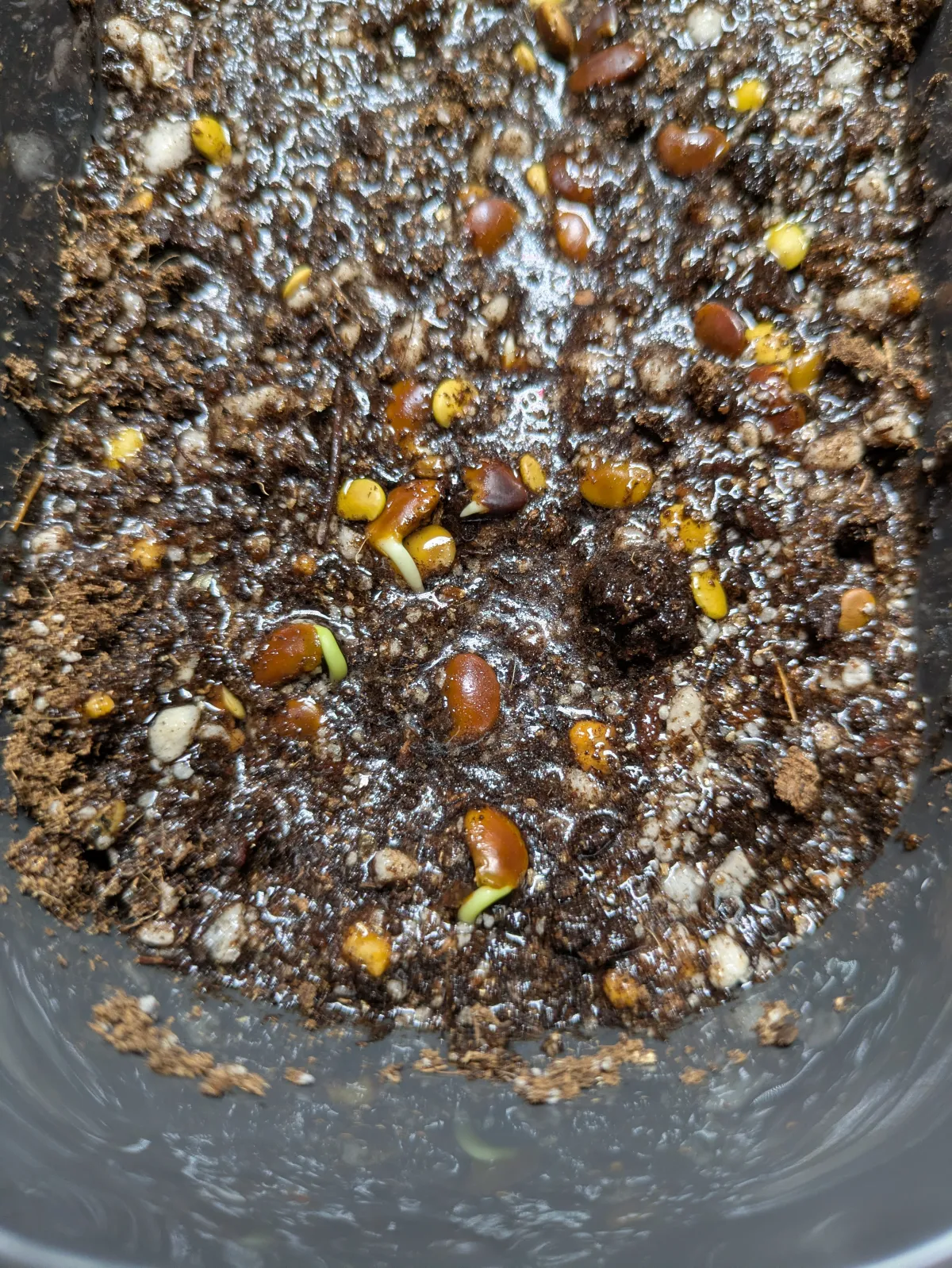 Bolusanthus speciosus (ボルサンサス スペシオサス)