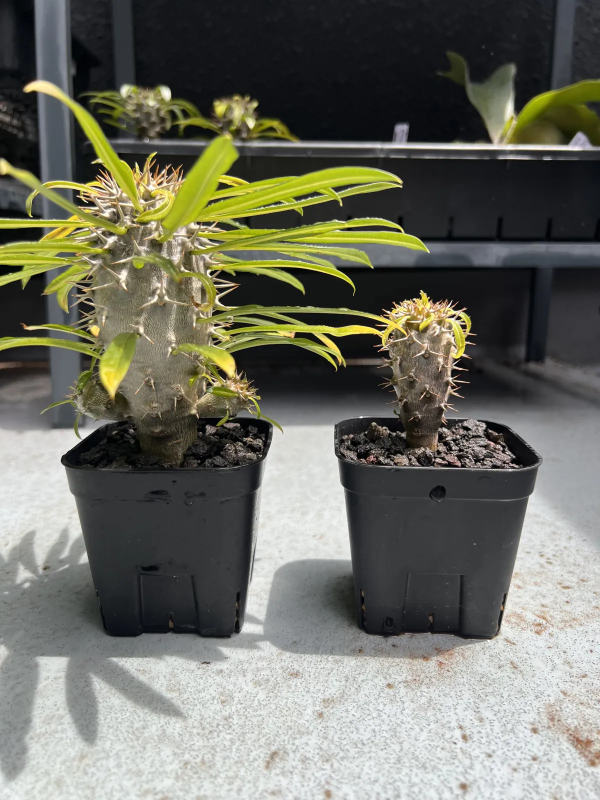 Pachypodium lamerei (パキポディウム ラメレイ 夢叶棒)