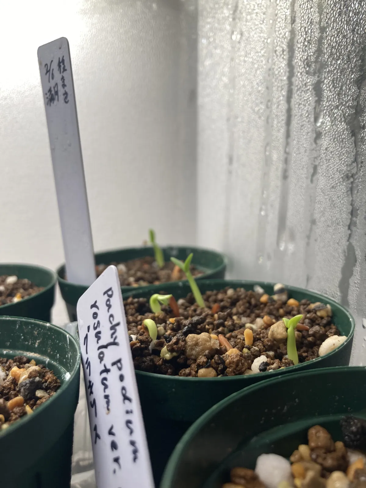 Pachypodium rosulatum var. gracilius (パキポディウム グラキリス)