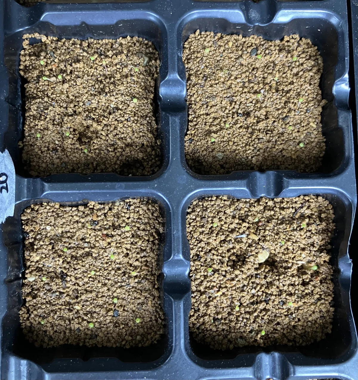 Conophytum calculus (コノフィツム カルキュルス 玉翡翠)