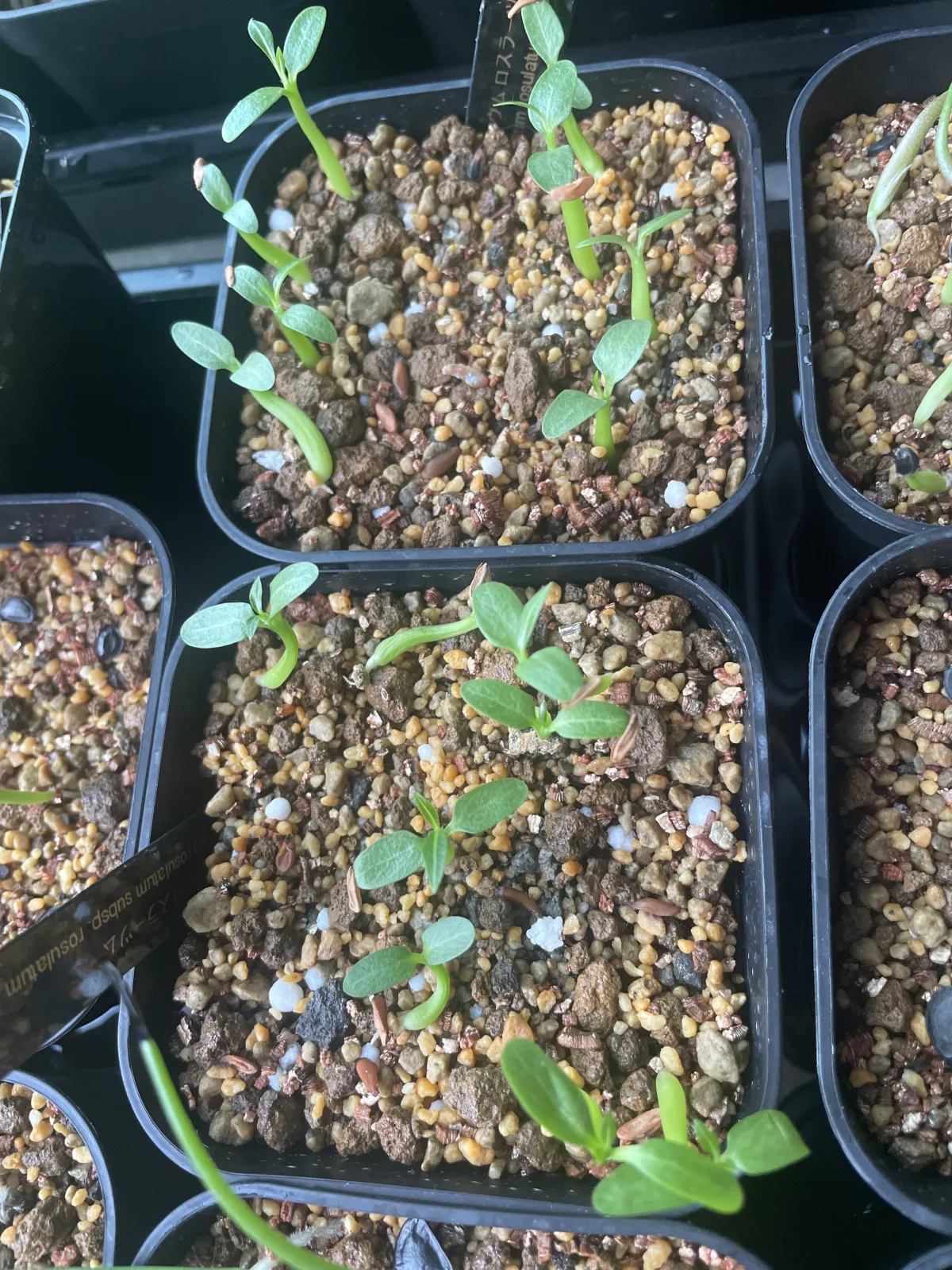 Pachypodium rosulatum (パキポディウム ロスラーツム)