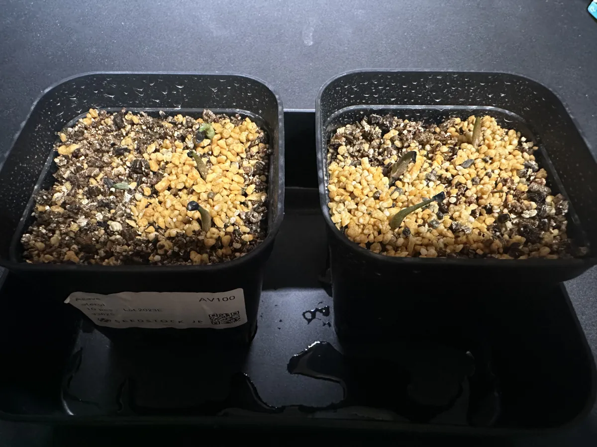 Agave oteroi (アガベ オテロイ)