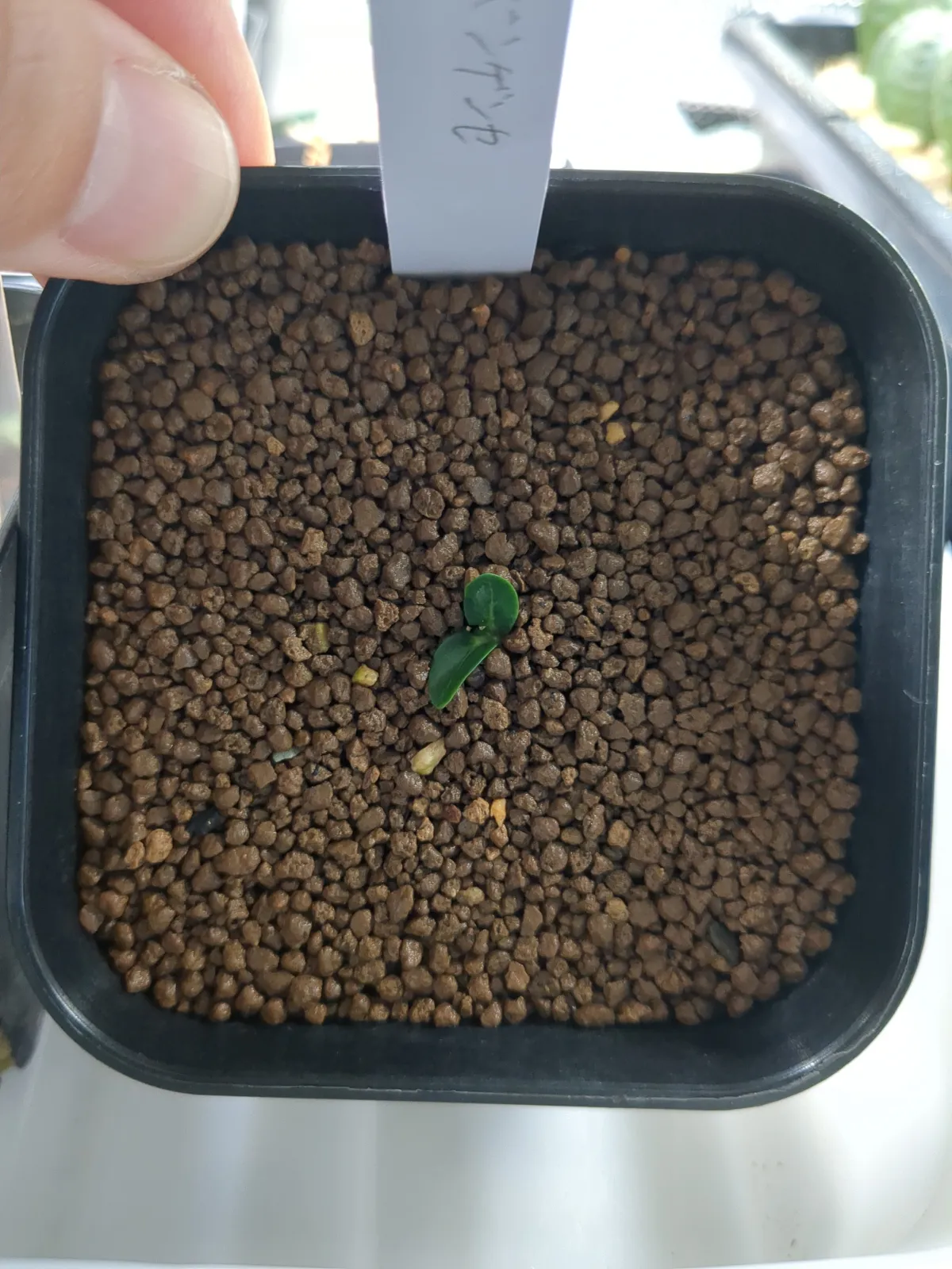 Pachypodium ambongense (パキポディウム アンボンゲンセ)