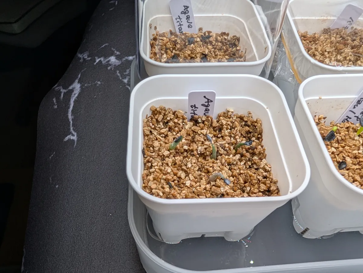 Agave titanota 'Blue' (アガベ チタノタブルー)