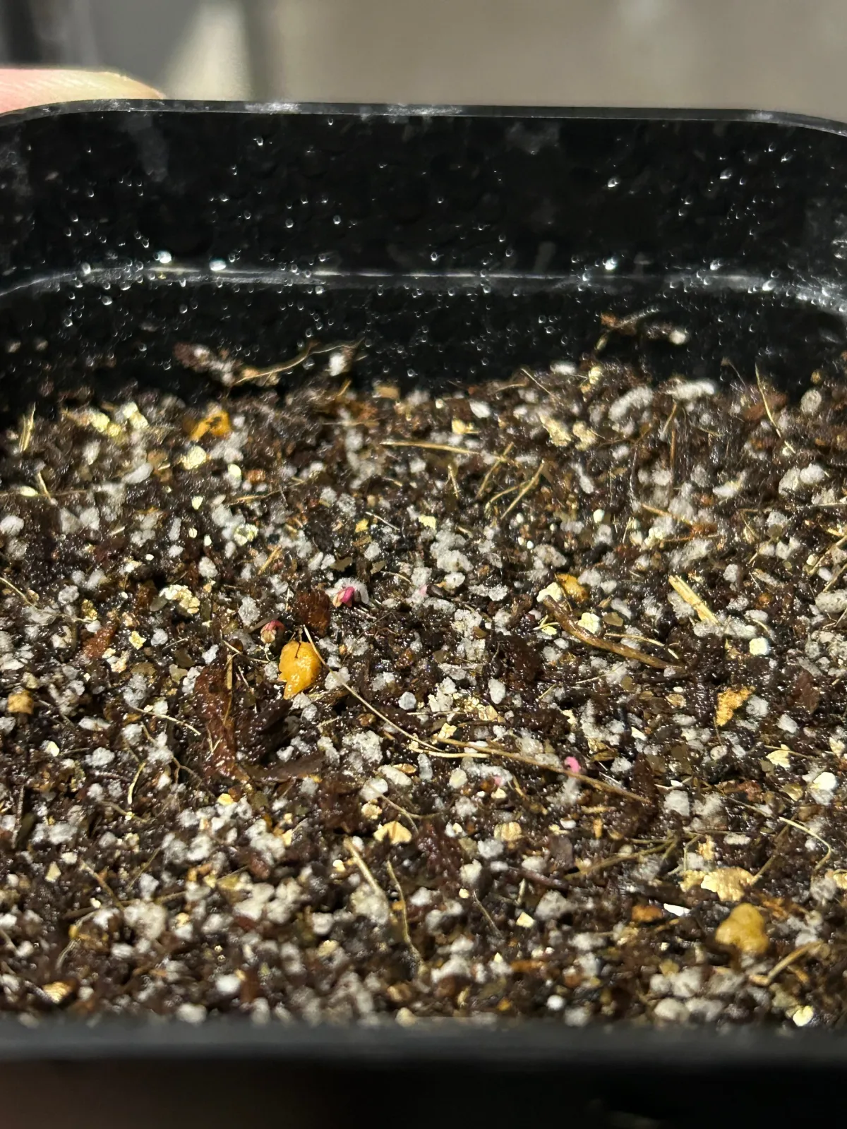 Eucalyptus cinerea (ユーカリ シネレア)