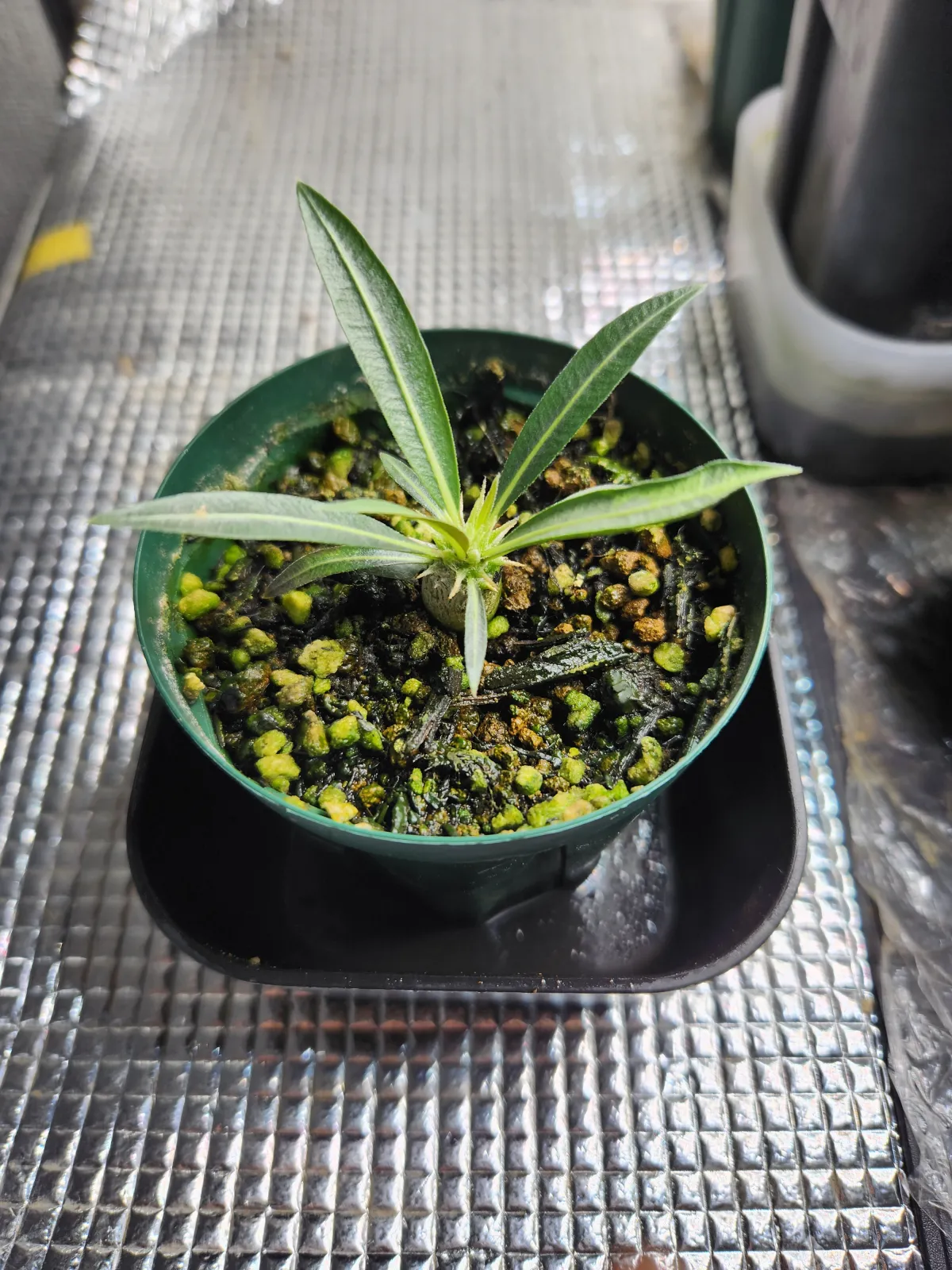 Pachypodium rosulatum var. gracilius (パキポディウム グラキリス)