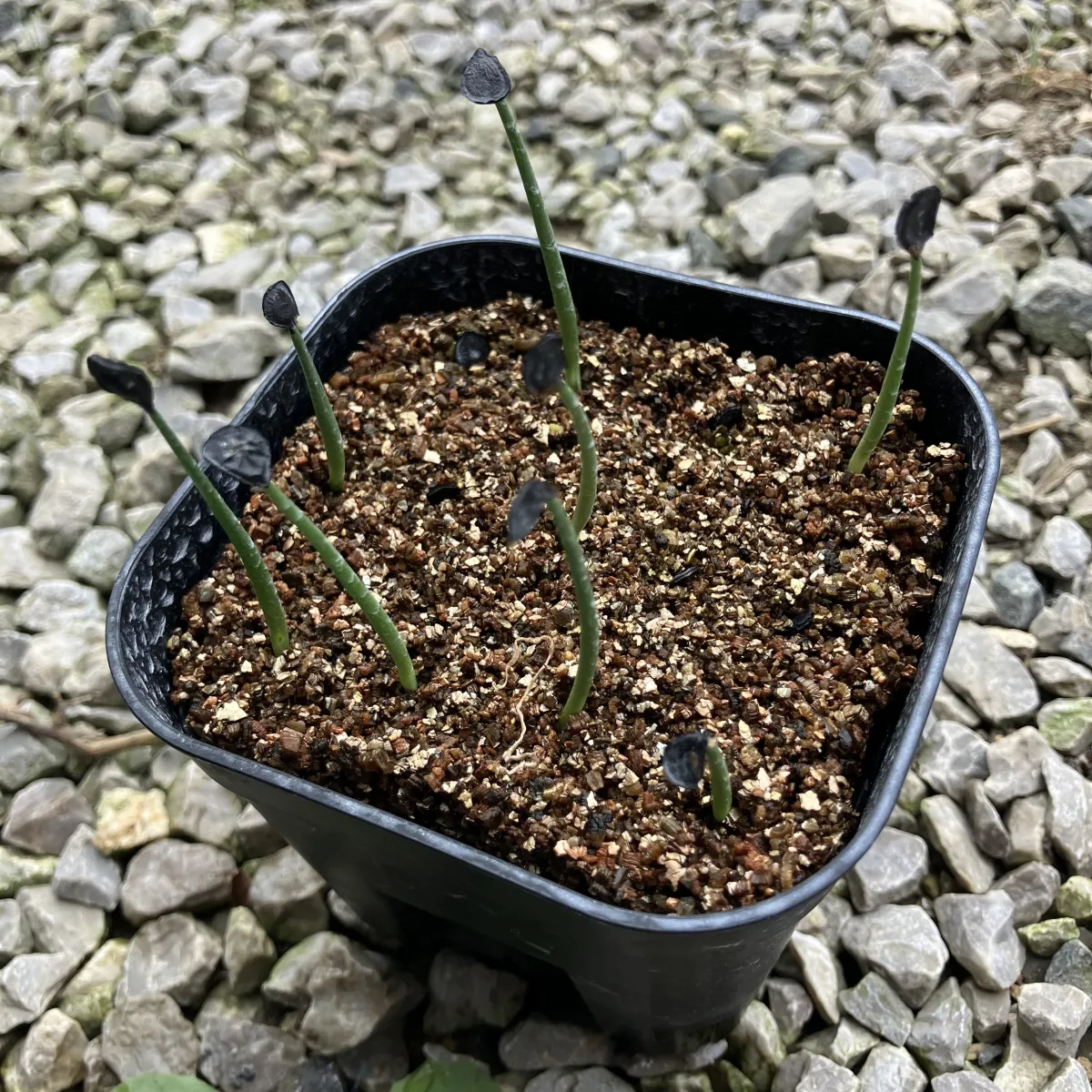 Agave wocomahi (アガベ ワコマヒー)