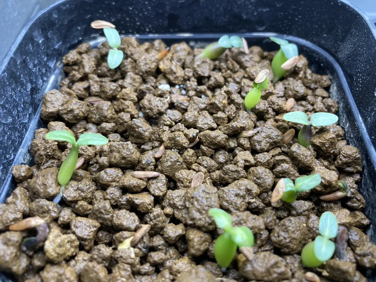 Pachypodium rosulatum subsp. makayense (パキポディウム マカイエンセ)