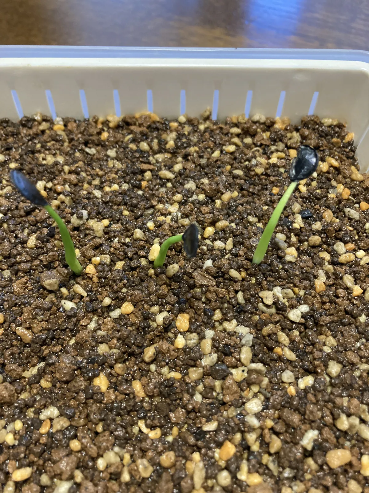 Agave atrovirens var. atrovirens (アガベ アトロビレンス)