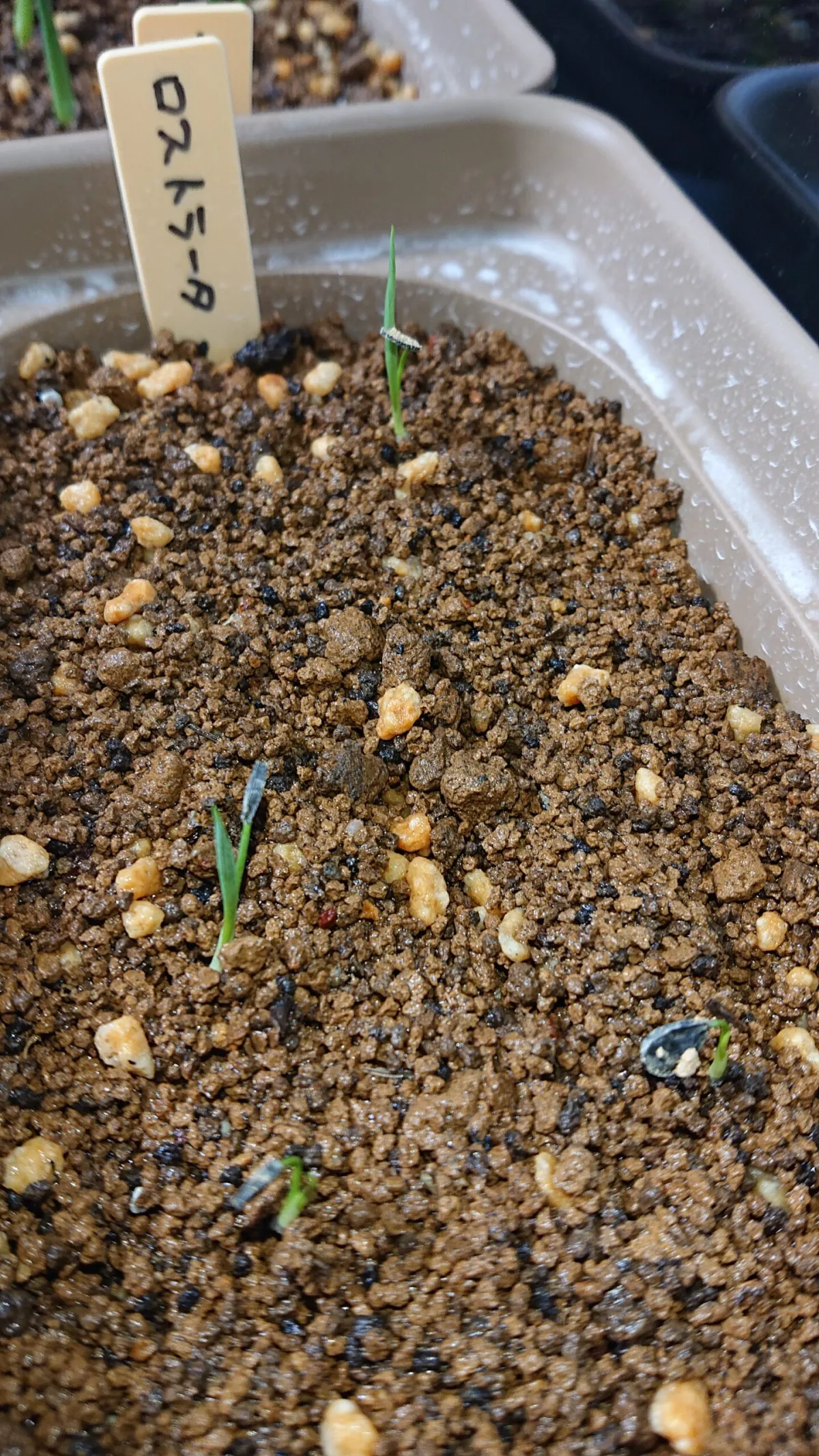 Yucca rostrata (ユッカ ロストラータ)