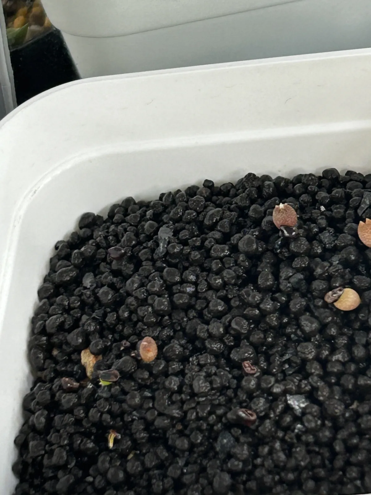 Astrophytum Astrophytum kikko kikko hybrid (アストロフィツム 亀甲ハイブリッド)