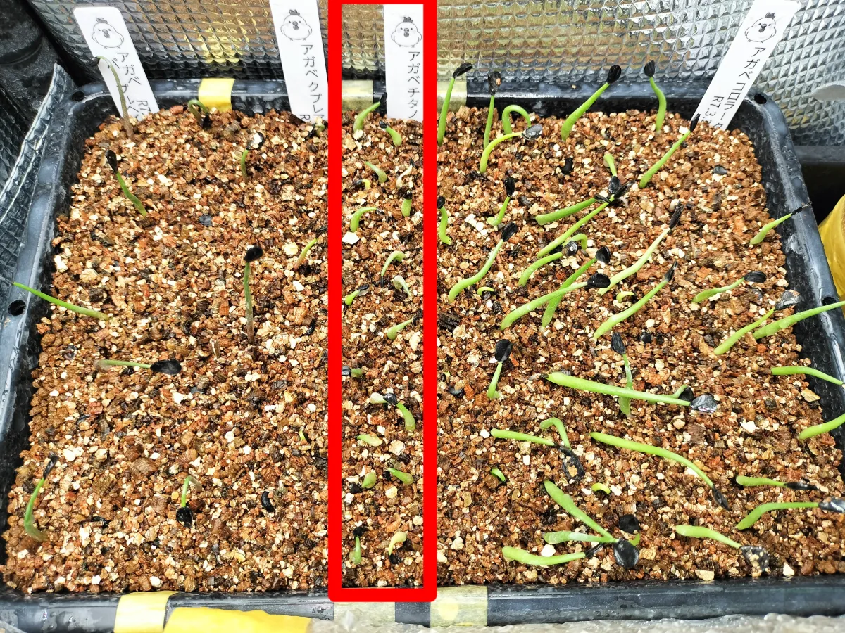 Agave titanota 'Blue' (アガベ チタノタブルー)