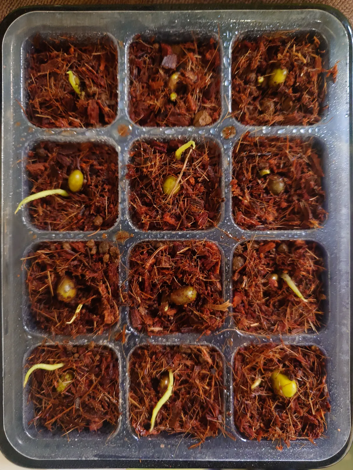 Monstera deliciosa Tauerii (モンステラ タウエリー)