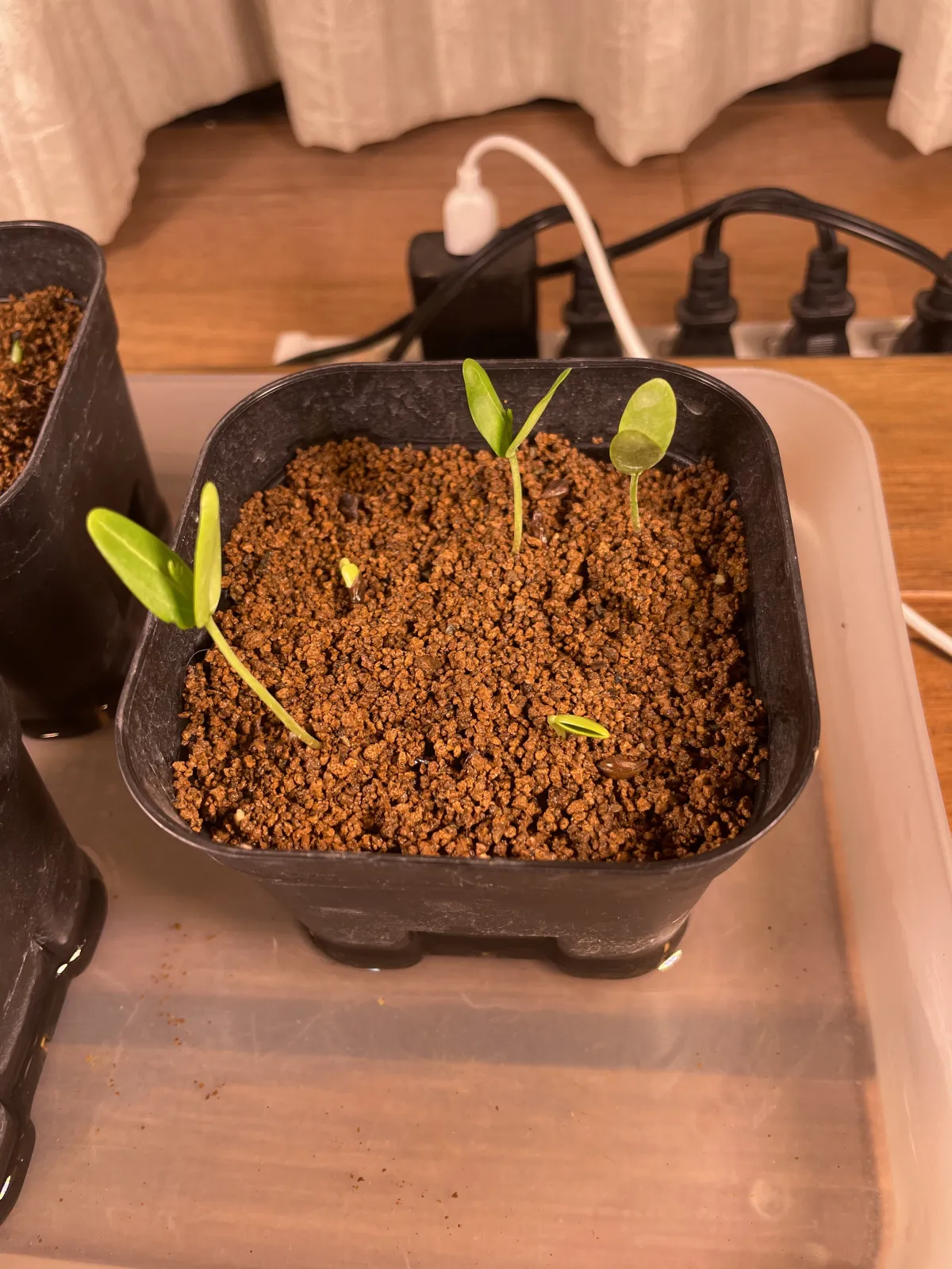 Senna meridionalis (センナ メリディオナリス)