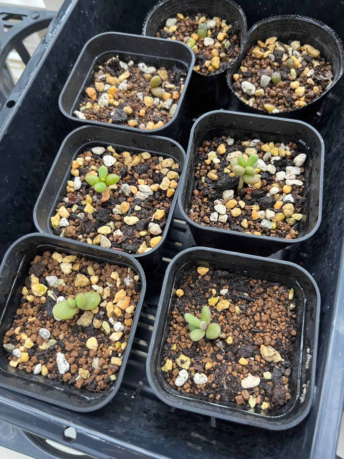 Ceraria pygmaea (ケラリア ピグマエア)