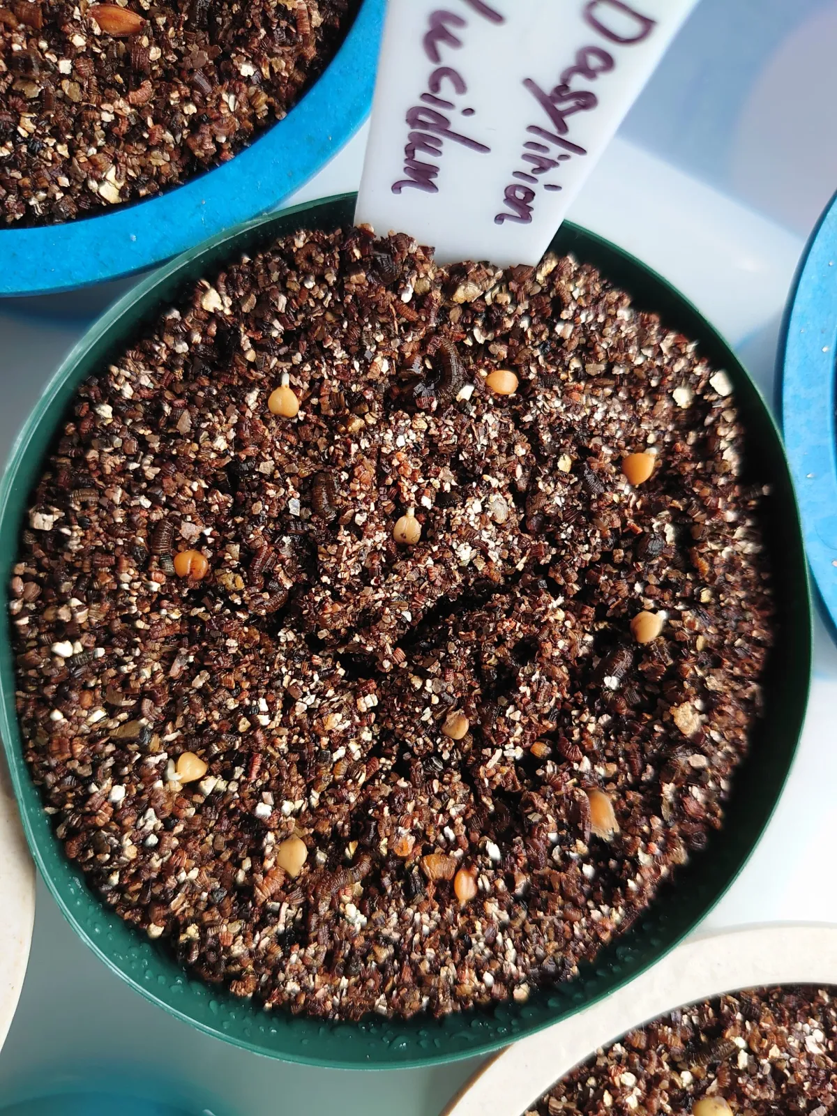 Dasylirion lucidum (ダシリリオン ルキダム)